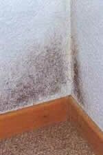 Farben Cramer Informationen Schimmel